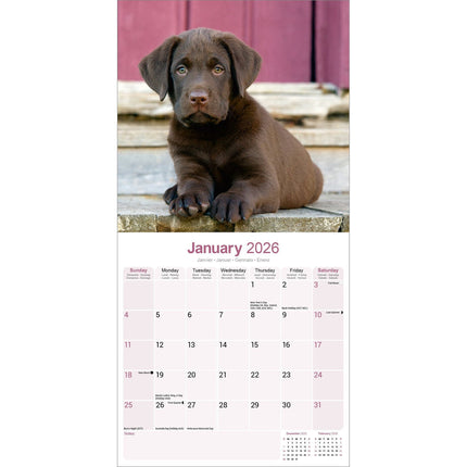 Avonside Labrador Retriever Bruin Kalender 2026