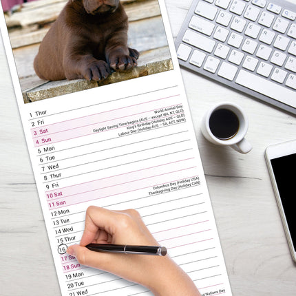 Avonside Labrador Retriever Bruin Kalender 2026 Slimline