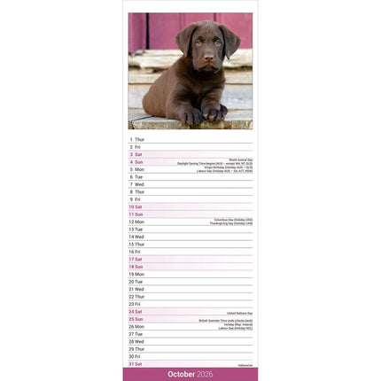 Avonside Labrador Retriever Bruin Kalender 2026 Slimline