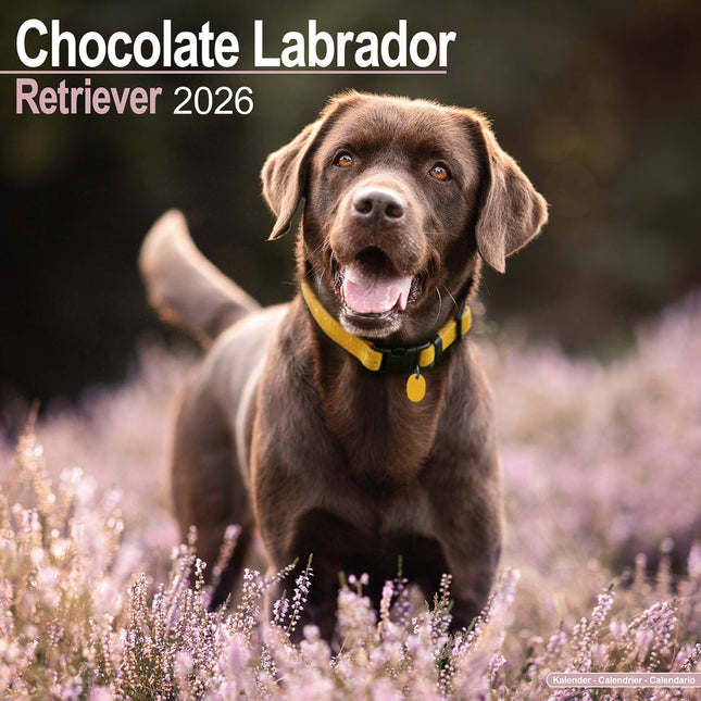 Avonside Labrador Retriever Bruin Kalender 2027