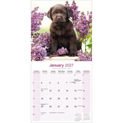 Avonside Labrador Retriever Bruin Kalender 2027