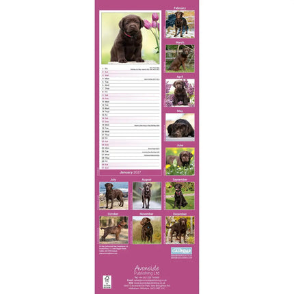 Avonside Labrador Retriever Bruin Kalender 2027 Slimline