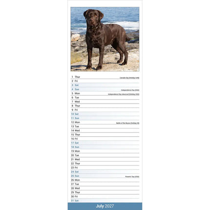 Avonside Labrador Retriever Bruin Kalender 2027 Slimline