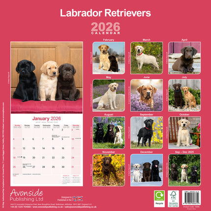 Avonside Labrador Retriever Mixed Kalender 2026
