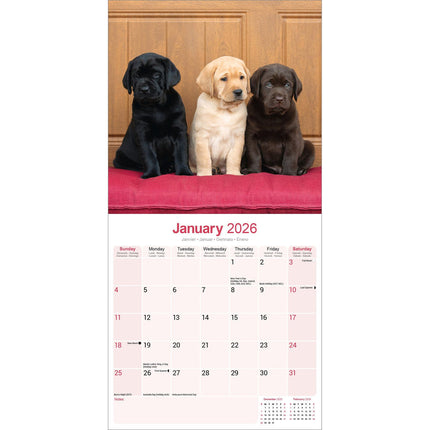 Avonside Labrador Retriever Mixed Kalender 2026