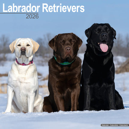Avonside Labrador Retriever Mixed Kalender 2027