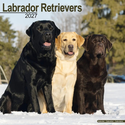 Avonside Labrador Retriever Mixed Kalender 2027