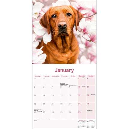 Avonside Labrador Retriever Rood Kalender 2026