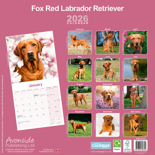 Avonside Labrador Retriever Rood Kalender 2026