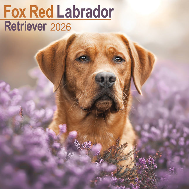 Avonside Labrador Retriever Rood Kalender 2026
