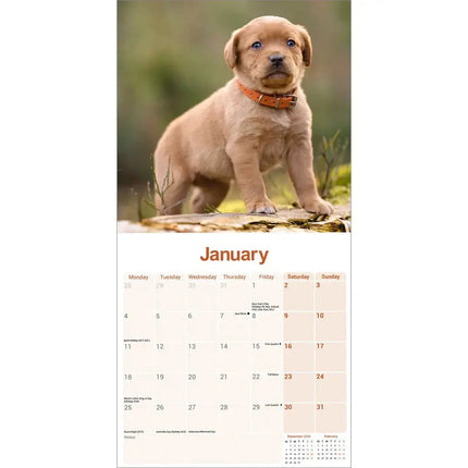 Avonside Labrador Retriever Rood Kalender 2027