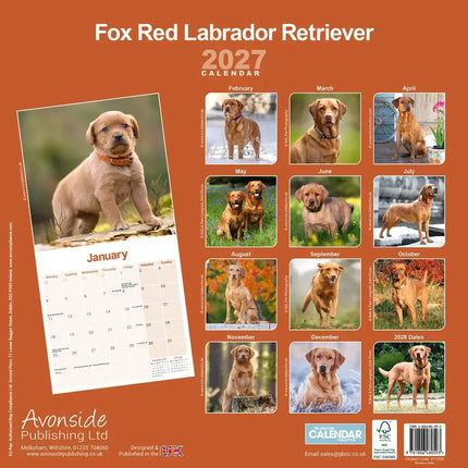 Avonside Labrador Retriever Rood Kalender 2027