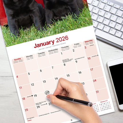 Avonside Labrador Retriever Zwart Kalender 2026