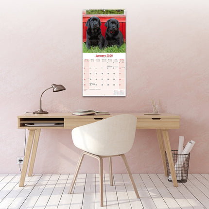 Avonside Labrador Retriever Zwart Kalender 2026