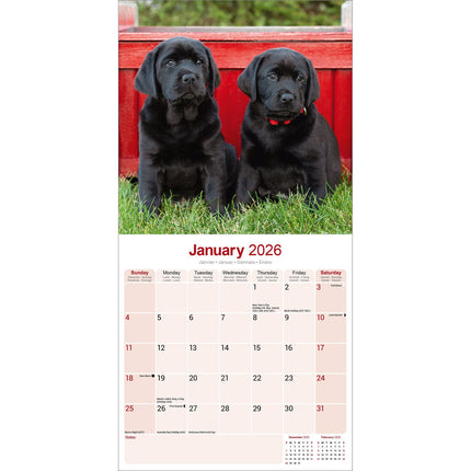 Avonside Labrador Retriever Zwart Kalender 2026