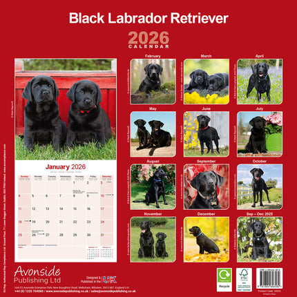 Avonside Labrador Retriever Zwart Kalender 2026