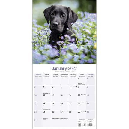 Avonside Labrador Retriever Zwart Kalender 2027
