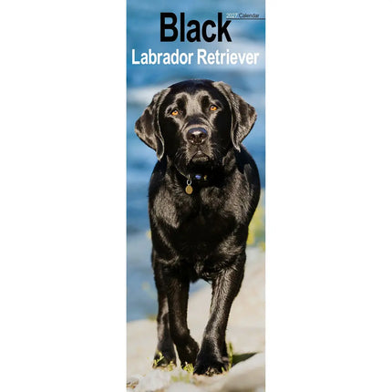 Avonside Labrador Retriever Zwart Kalender 2027 Slimline