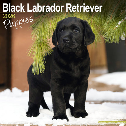 Avonside Labrador Retriever Zwart Puppies Kalender 2026