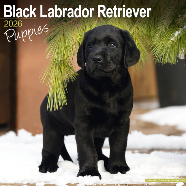 Avonside Labrador Retriever Zwart Puppies Kalender 2026