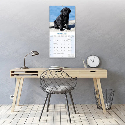 Avonside Labrador Retriever Zwart Puppies Kalender 2027