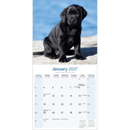 Avonside Labrador Retriever Zwart Puppies Kalender 2027