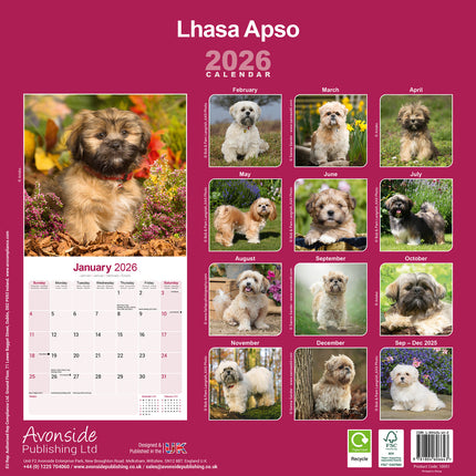 Avonside Lhasa Apso Kalender 2026
