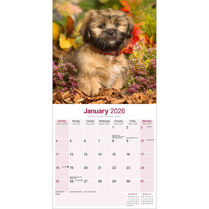 Avonside Lhasa Apso Kalender 2026