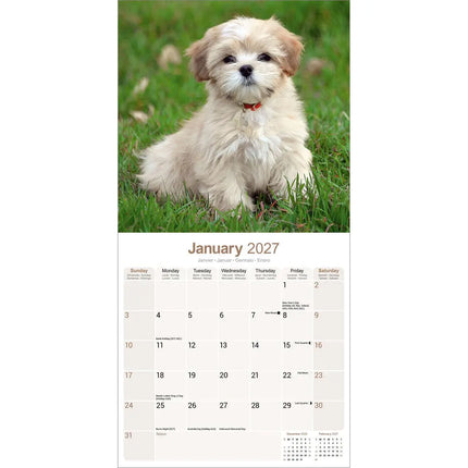 Avonside Lhasa Apso Kalender 2027