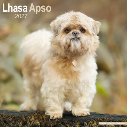 Avonside Lhasa Apso Kalender 2027