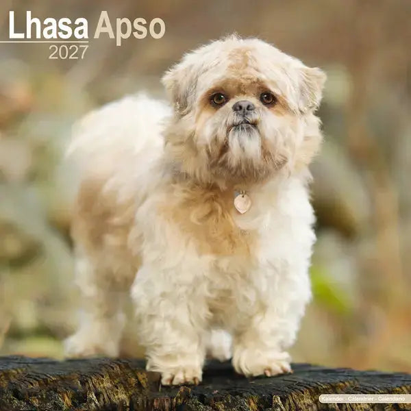 Avonside Lhasa Apso Kalender 2027