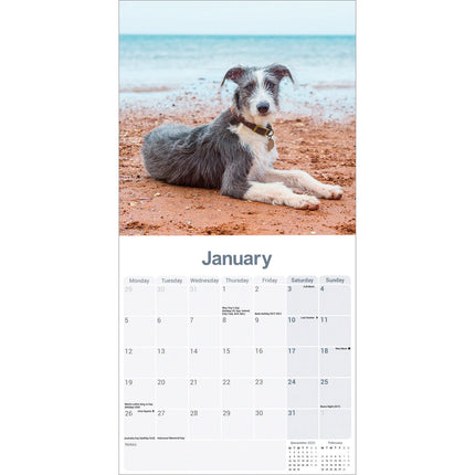 Avonside Lurcher Kalender 2026