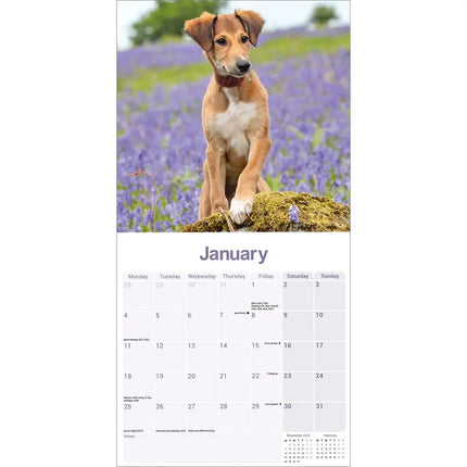 Avonside Lurcher Kalender 2027