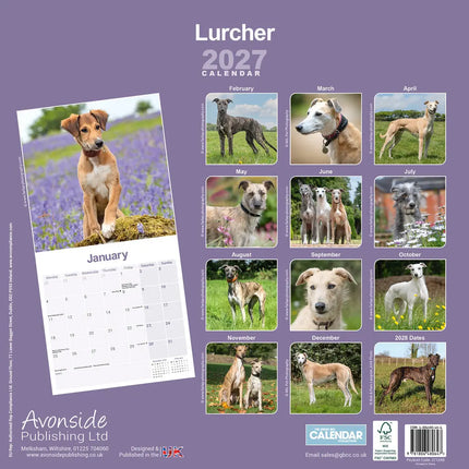 Avonside Lurcher Kalender 2027