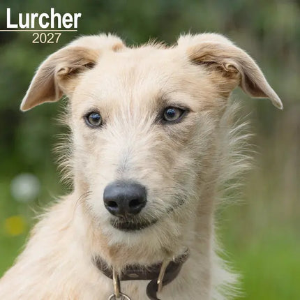 Avonside Lurcher Kalender 2027
