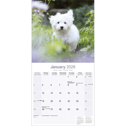 Avonside Maltezer Kalender 2026
