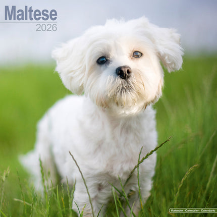 Avonside Maltezer Kalender 2026