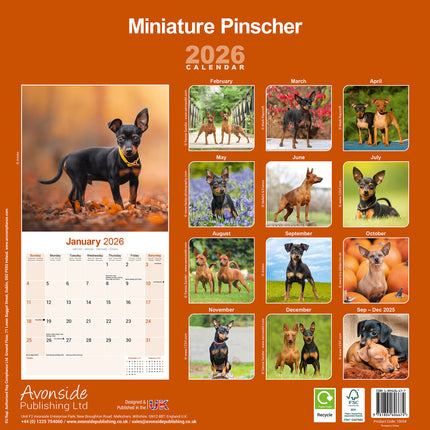 Avonside Miniatuur Pinscher Kalender 2026