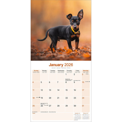 Avonside Miniatuur Pinscher Kalender 2026