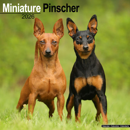 Avonside Miniatuur Pinscher Kalender 2026