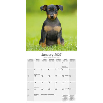 Avonside Miniatuur Pinscher Kalender 2027
