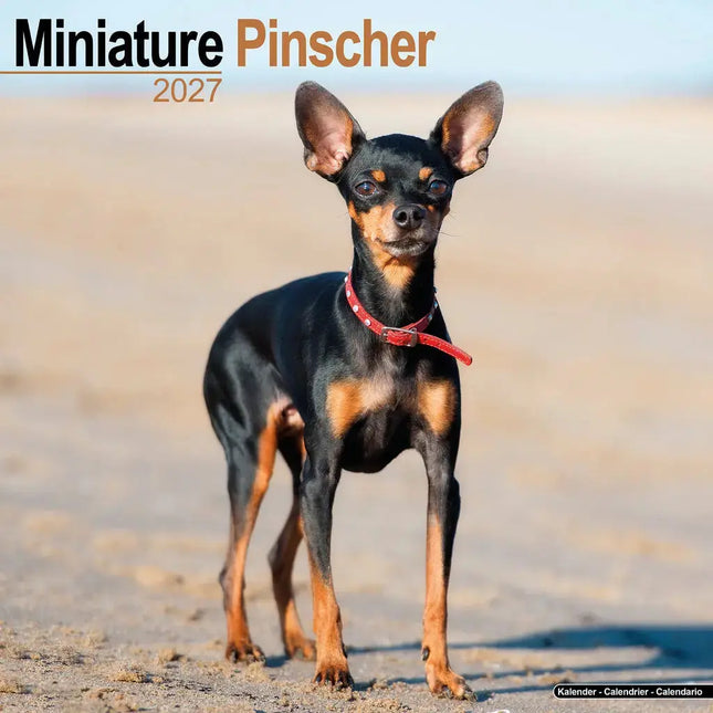 Avonside Miniatuur Pinscher Kalender 2027