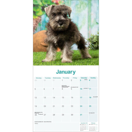 Avonside Miniatuur Schnauzer Kalender 2026