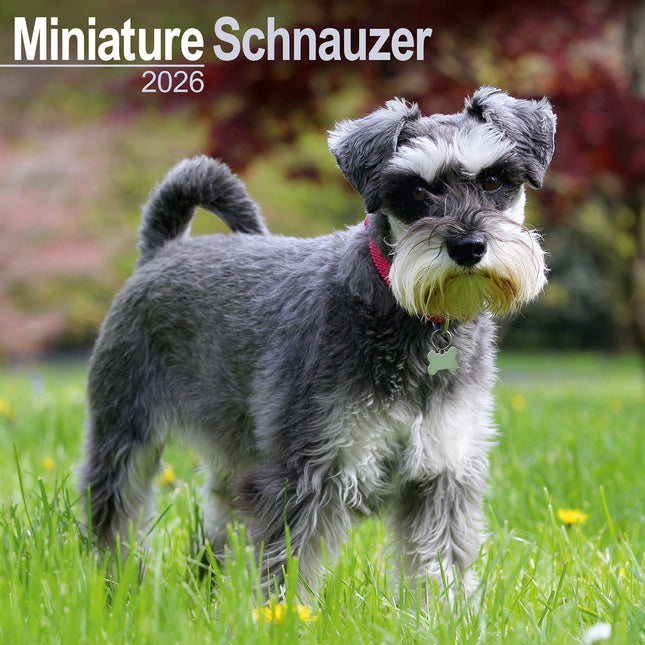 Avonside Miniatuur Schnauzer Kalender 2026