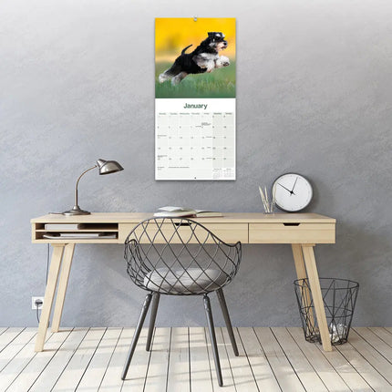 Avonside Miniatuur Schnauzer Kalender 2027
