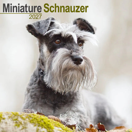 Avonside Miniatuur Schnauzer Kalender 2027