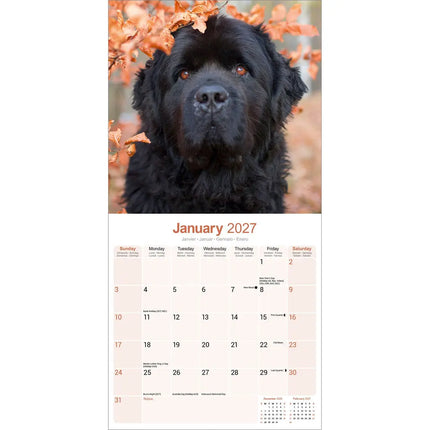 Avonside Newfoundlander Kalender 2027