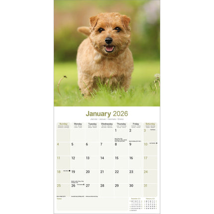 Avonside Norwich en Norfolk Terrier Kalender 2026