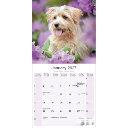 Avonside Norwich en Norfolk Terrier Kalender 2027