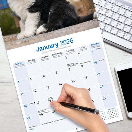 Avonside Old English Sheepdog Kalender 2026